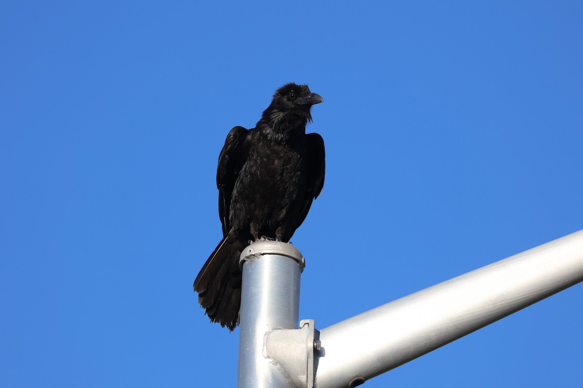 Common Raven - ML620136632