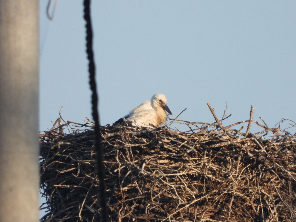 White Stork - ML620136639