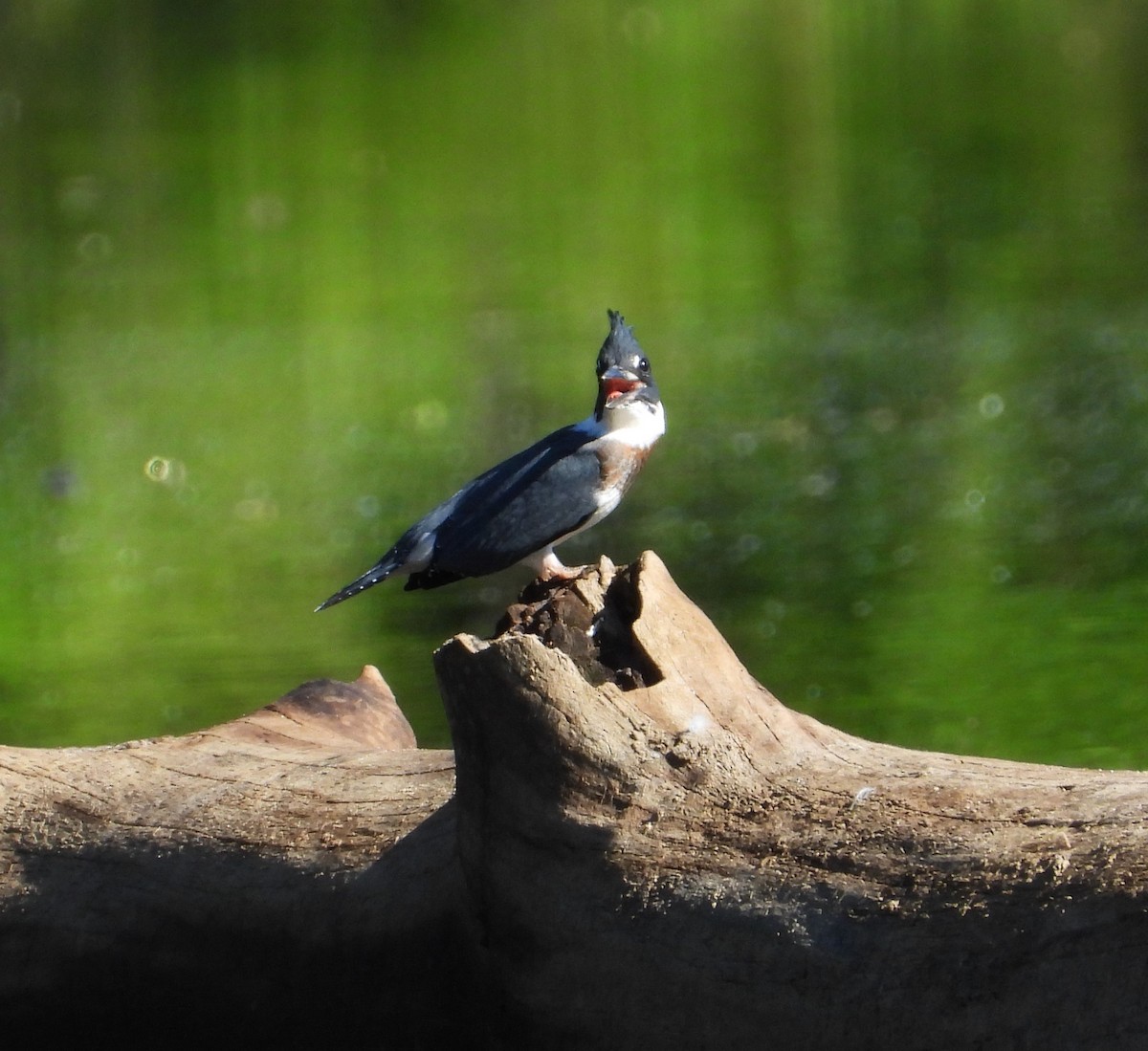 Belted Kingfisher - ML620136652