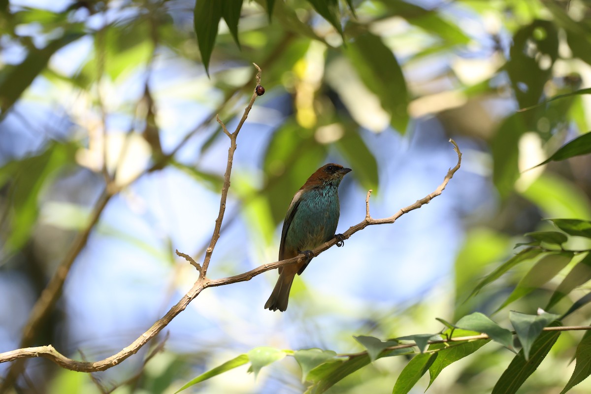 Chestnut-backed Tanager - ML620136655