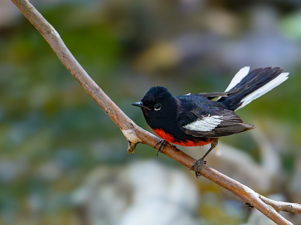 Painted Redstart - ML620136657