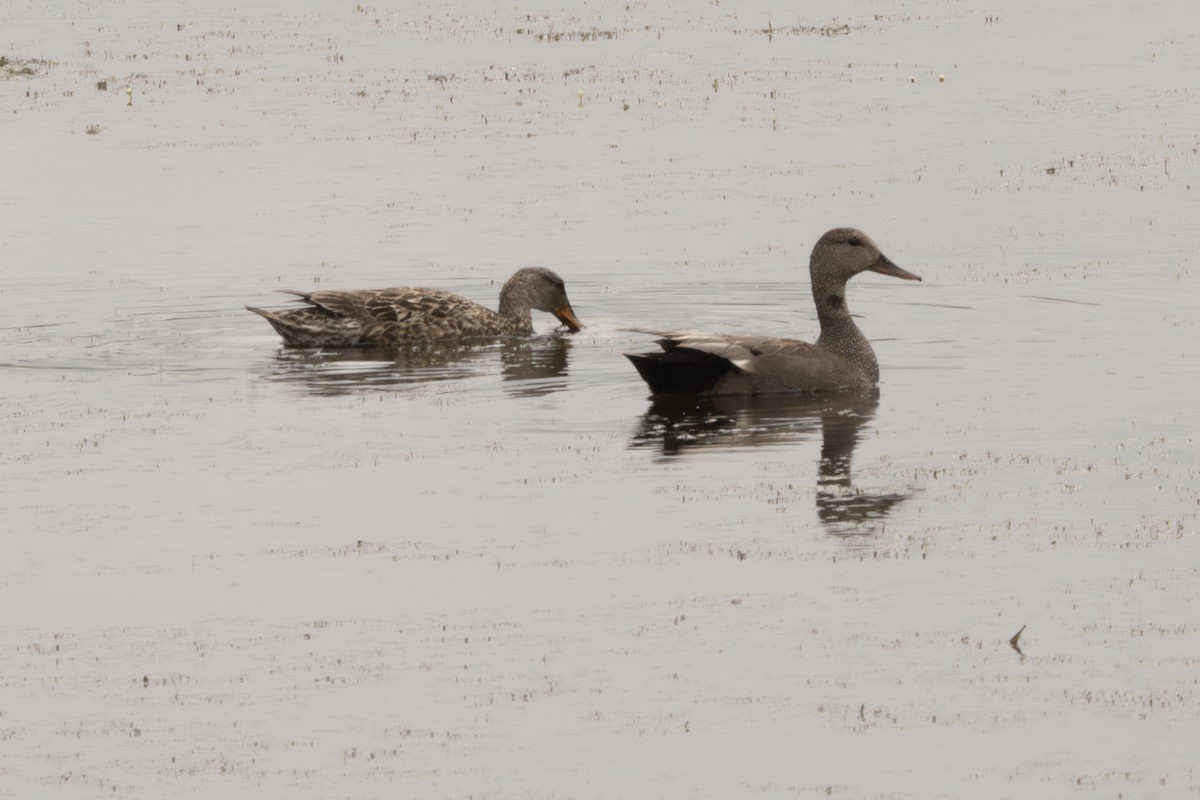 Gadwall - ML620136665