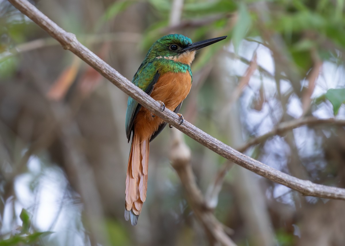 Jacamar à queue rousse - ML620136690