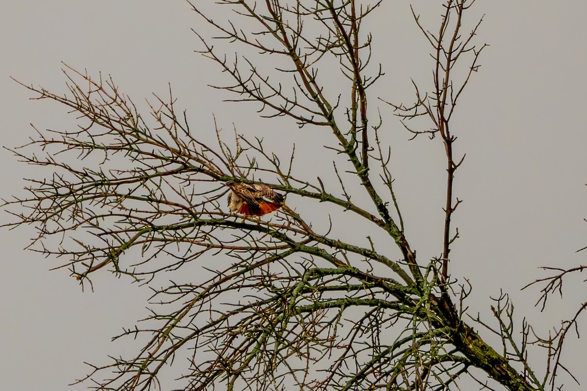 Red-tailed Hawk - ML620136694