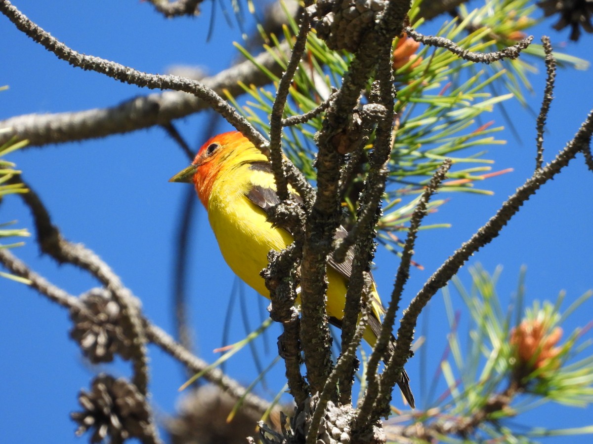 Western Tanager - ML620136702