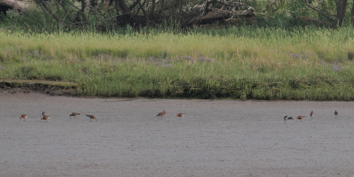 Black-tailed Godwit - ML620136706