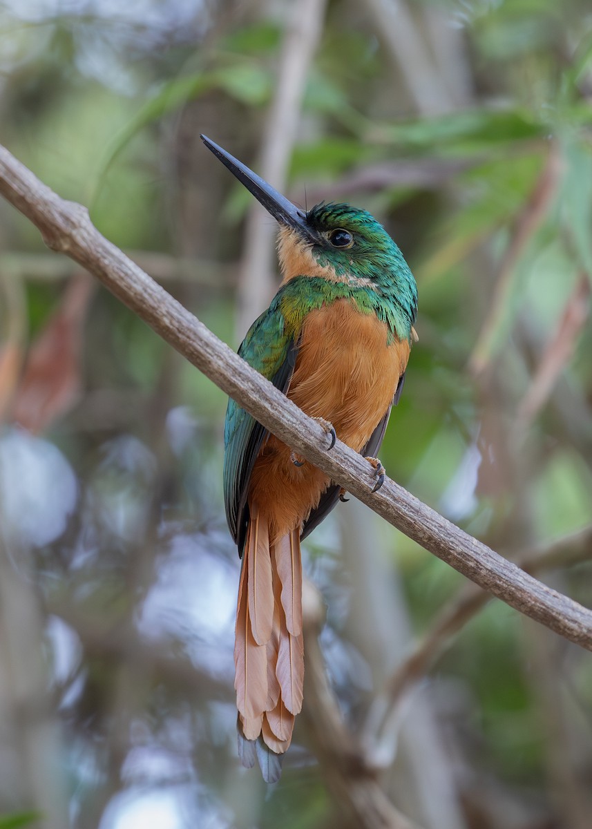 Rufous-tailed Jacamar - Josanel Sugasti -photographyandbirdingtourspanama