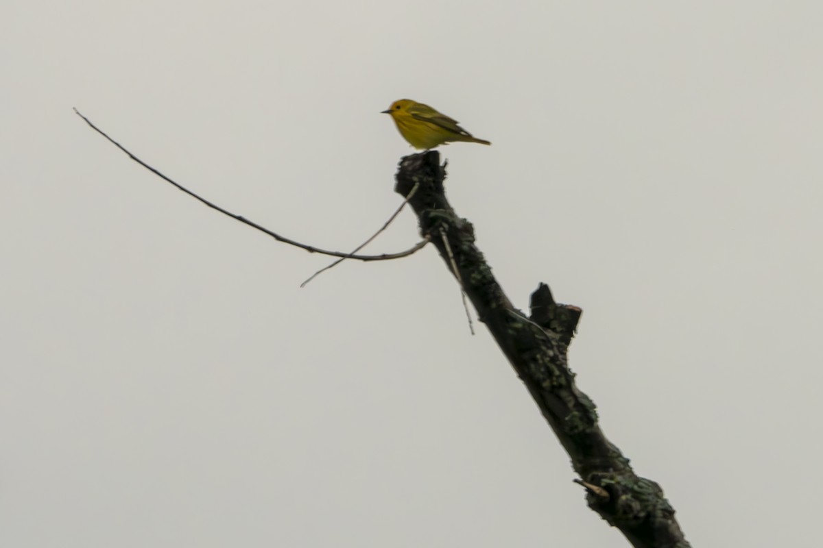 Yellow Warbler - ML620136728