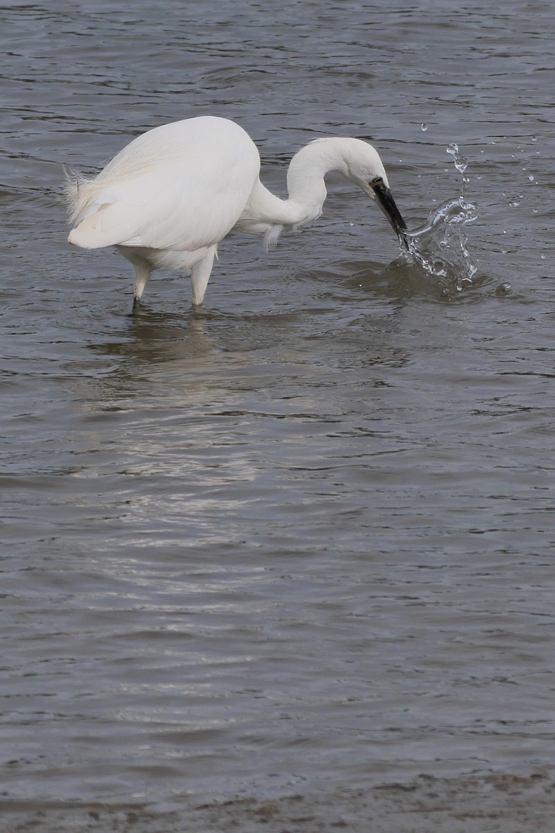 Little Egret - Tom Carley