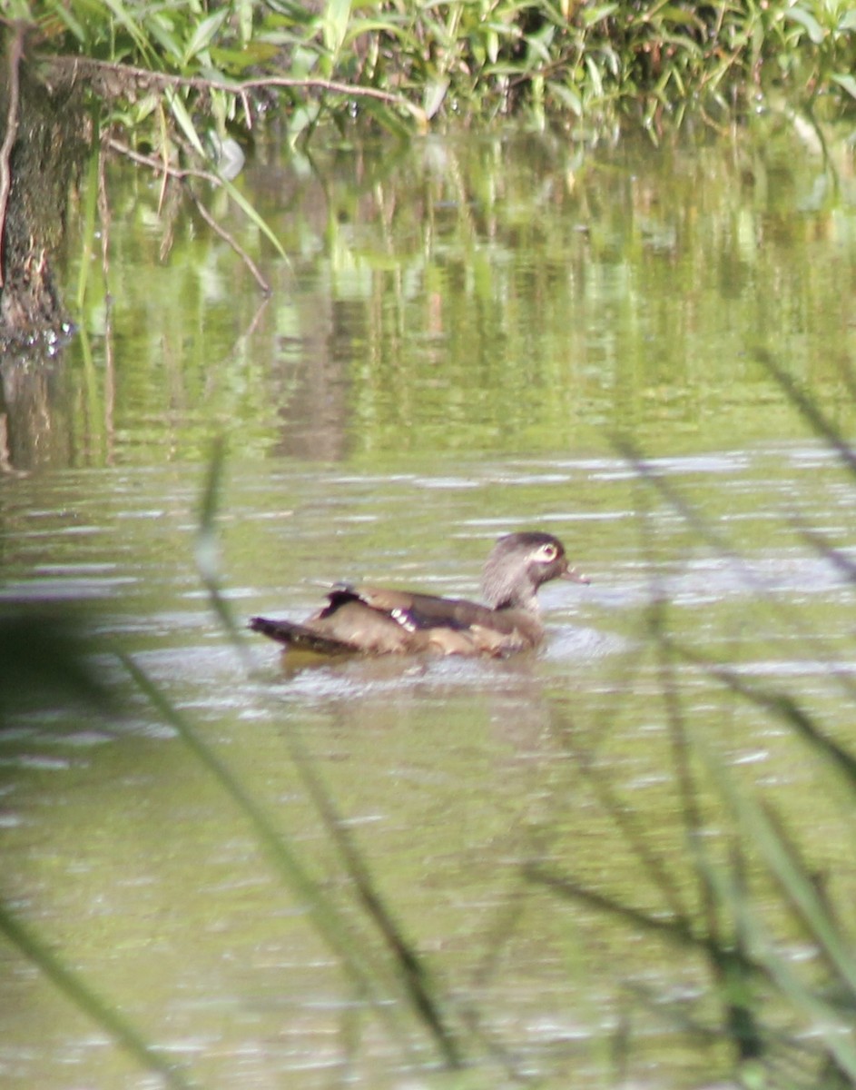 Wood Duck - Mike Grose