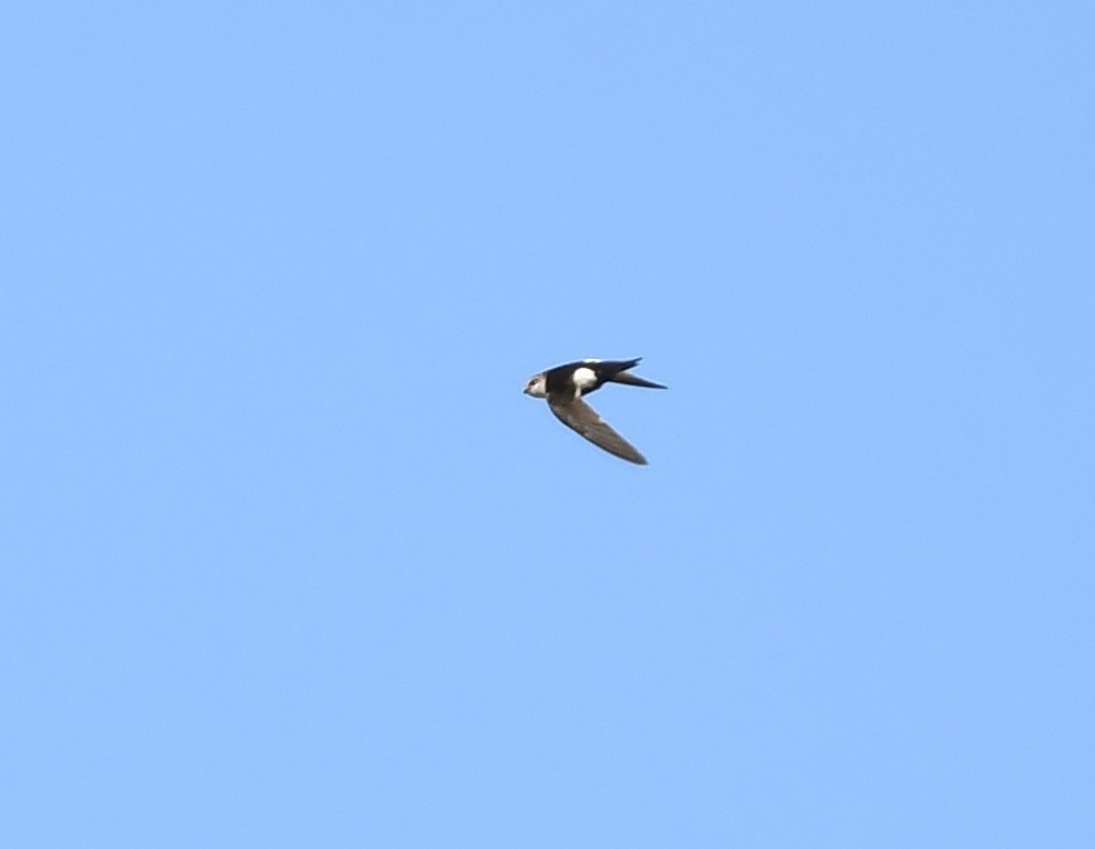 White-throated Swift - ML620136747