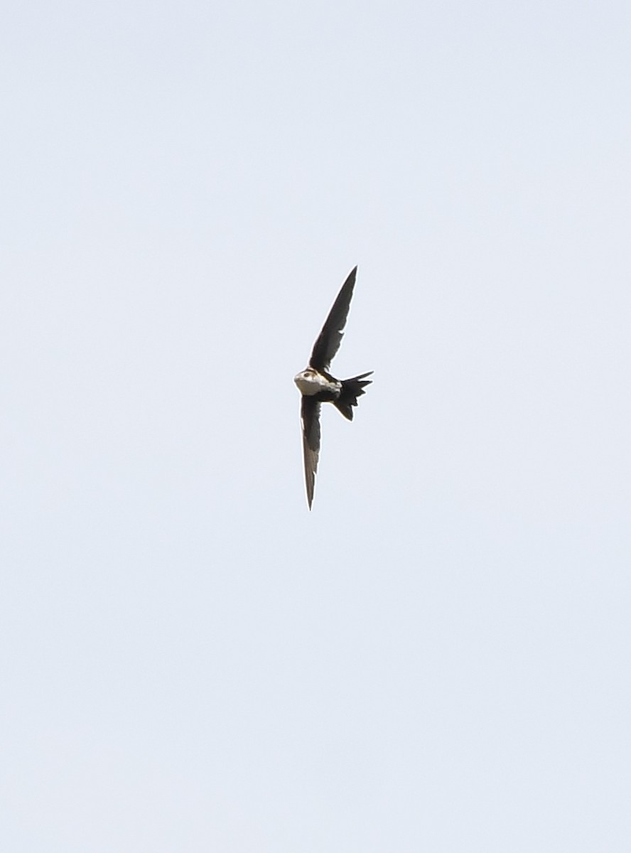 White-throated Swift - ML620136748