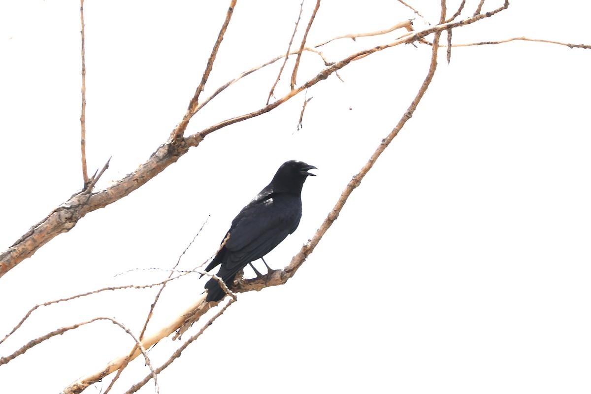 American Crow - ML620136749
