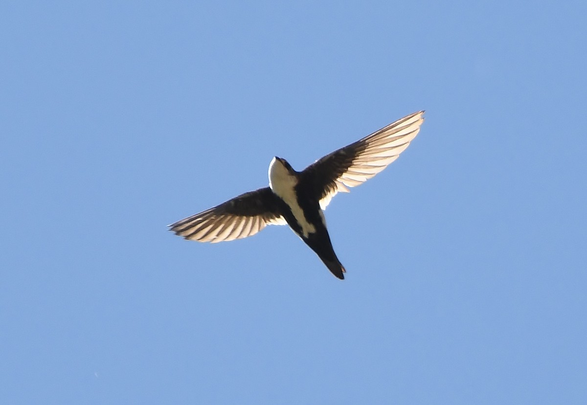 White-throated Swift - ML620136750