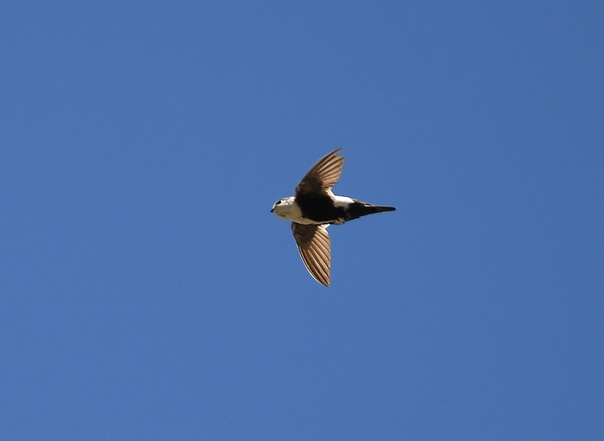 White-throated Swift - ML620136751