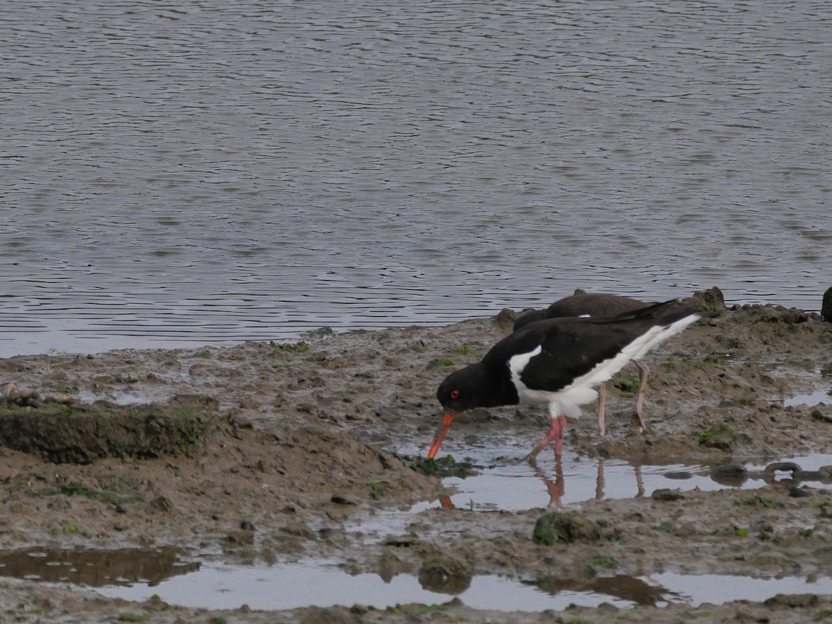 Eurasian Oystercatcher - ML620136763