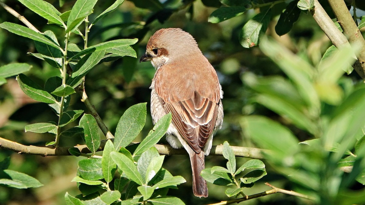 Red-backed Shrike - ML620136764