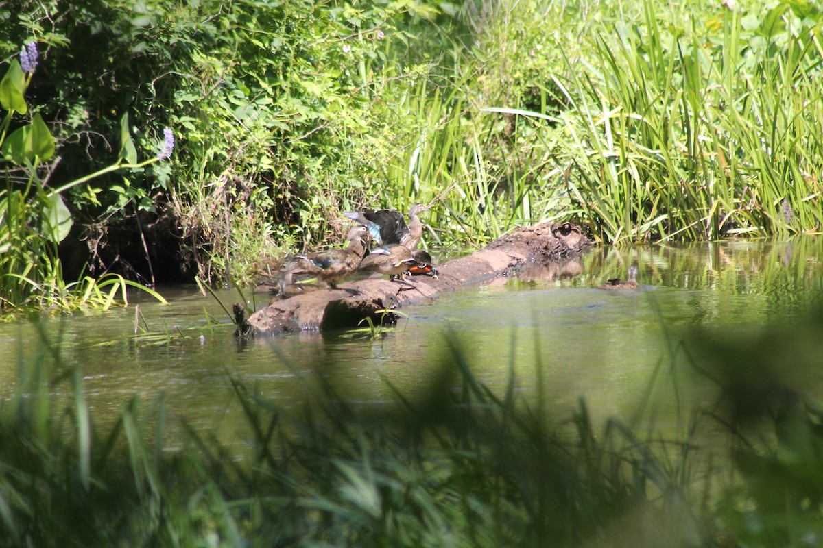 Wood Duck - ML620136768