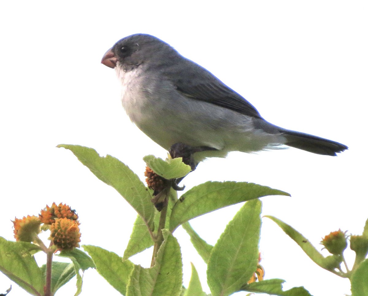 White-bellied Seedeater - ML620136770