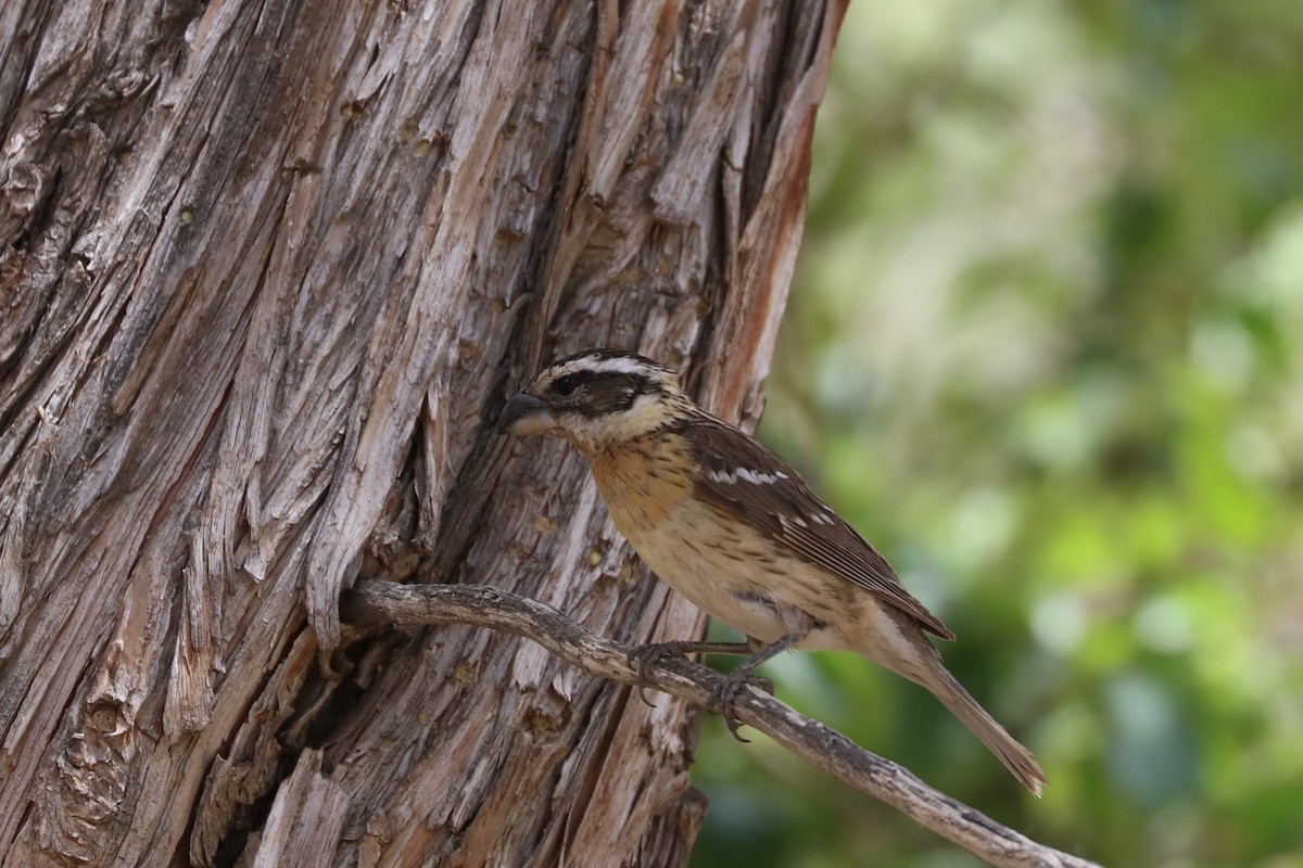 Black-headed Grosbeak - ML620136773