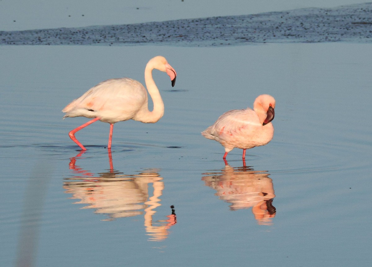 Greater Flamingo - ML620136775