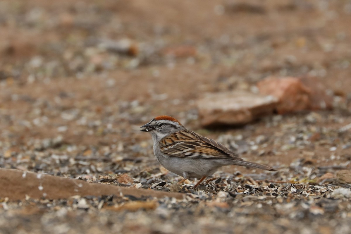 Chipping Sparrow - ML620136780