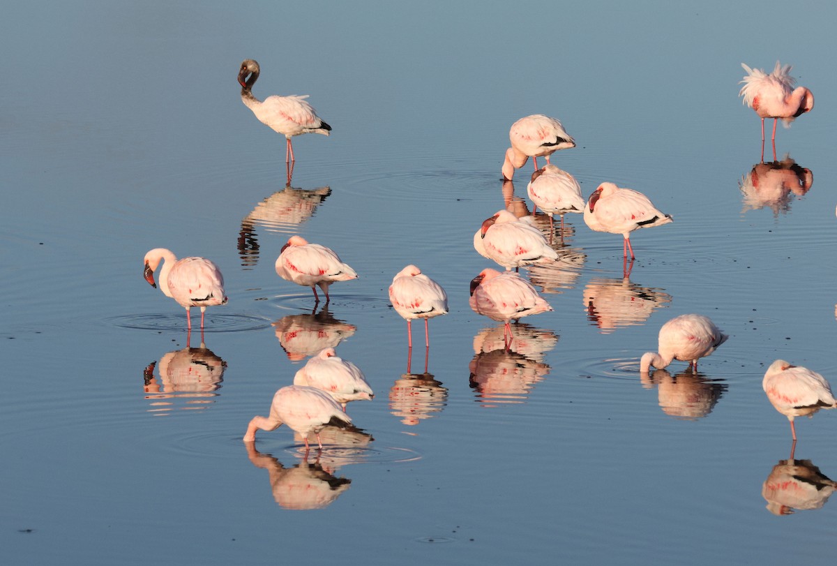 Lesser Flamingo - ML620136781