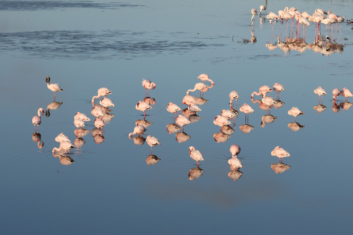 Lesser Flamingo - ML620136782