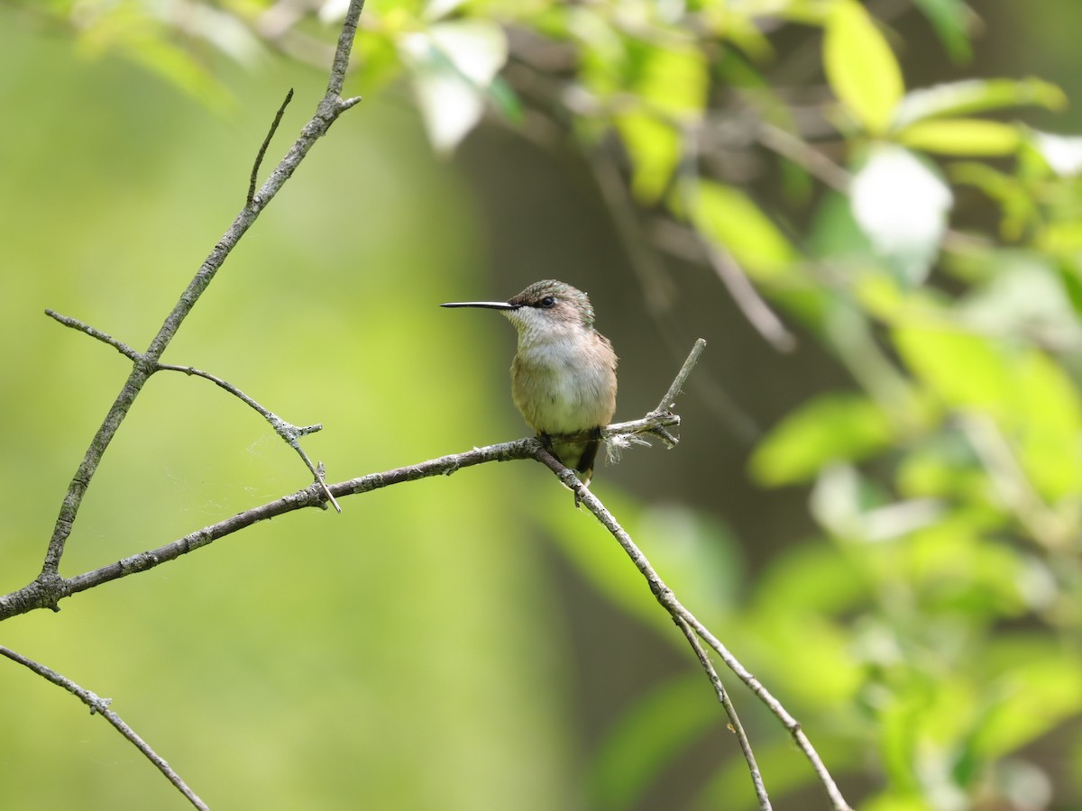 Ruby-throated Hummingbird - ML620136788