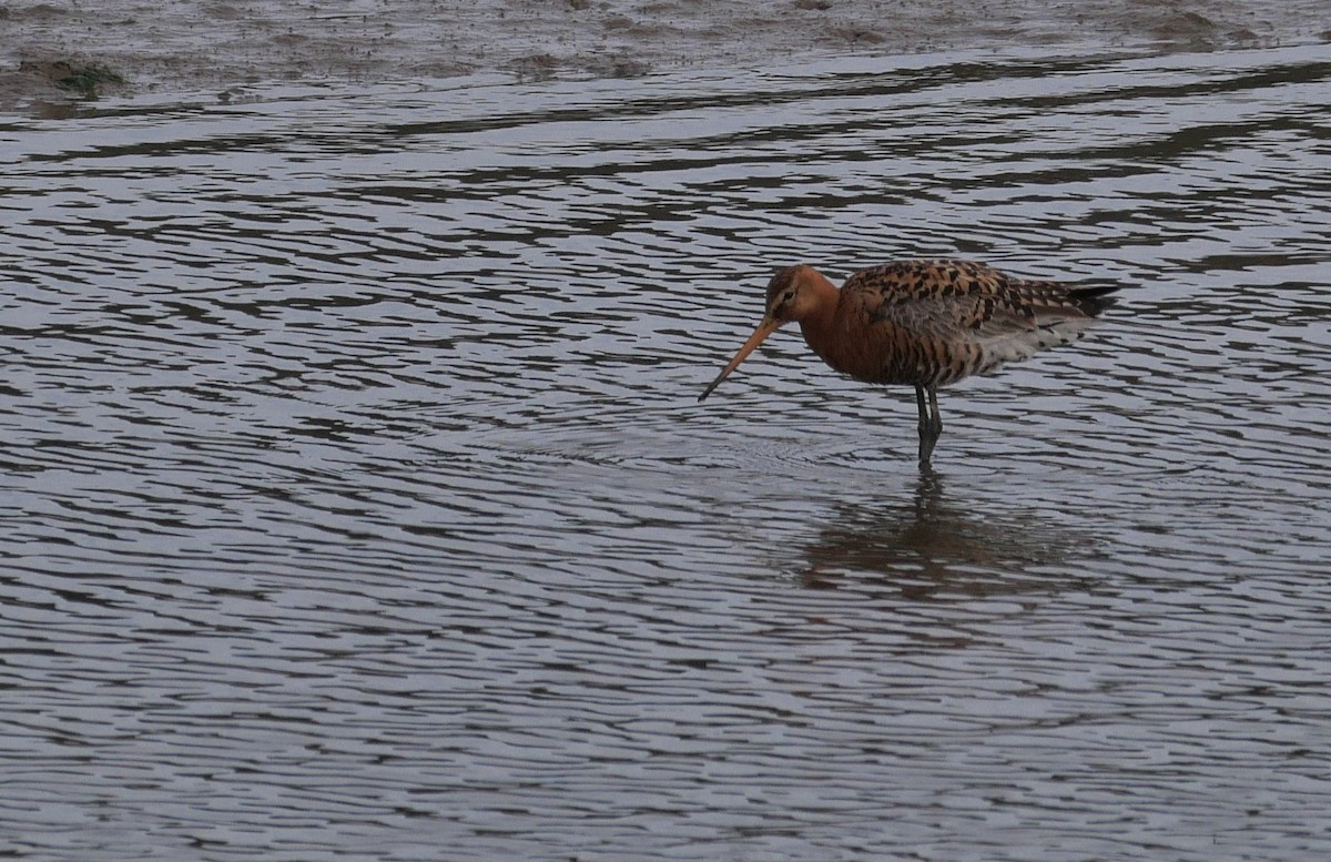 Black-tailed Godwit - ML620136796