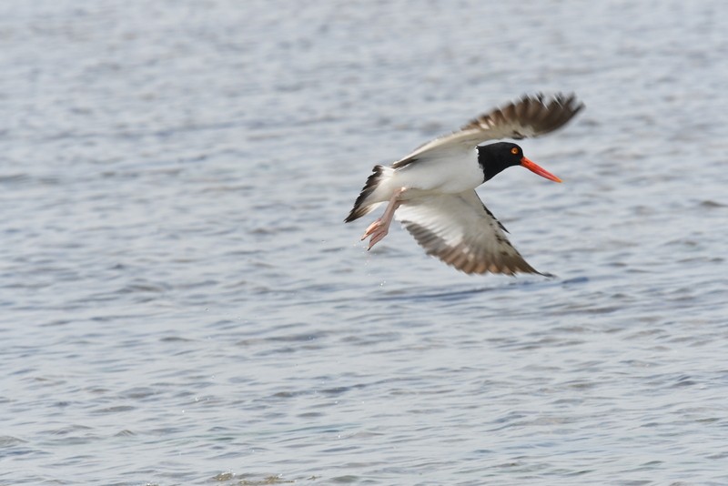 American Oystercatcher - ML620136804