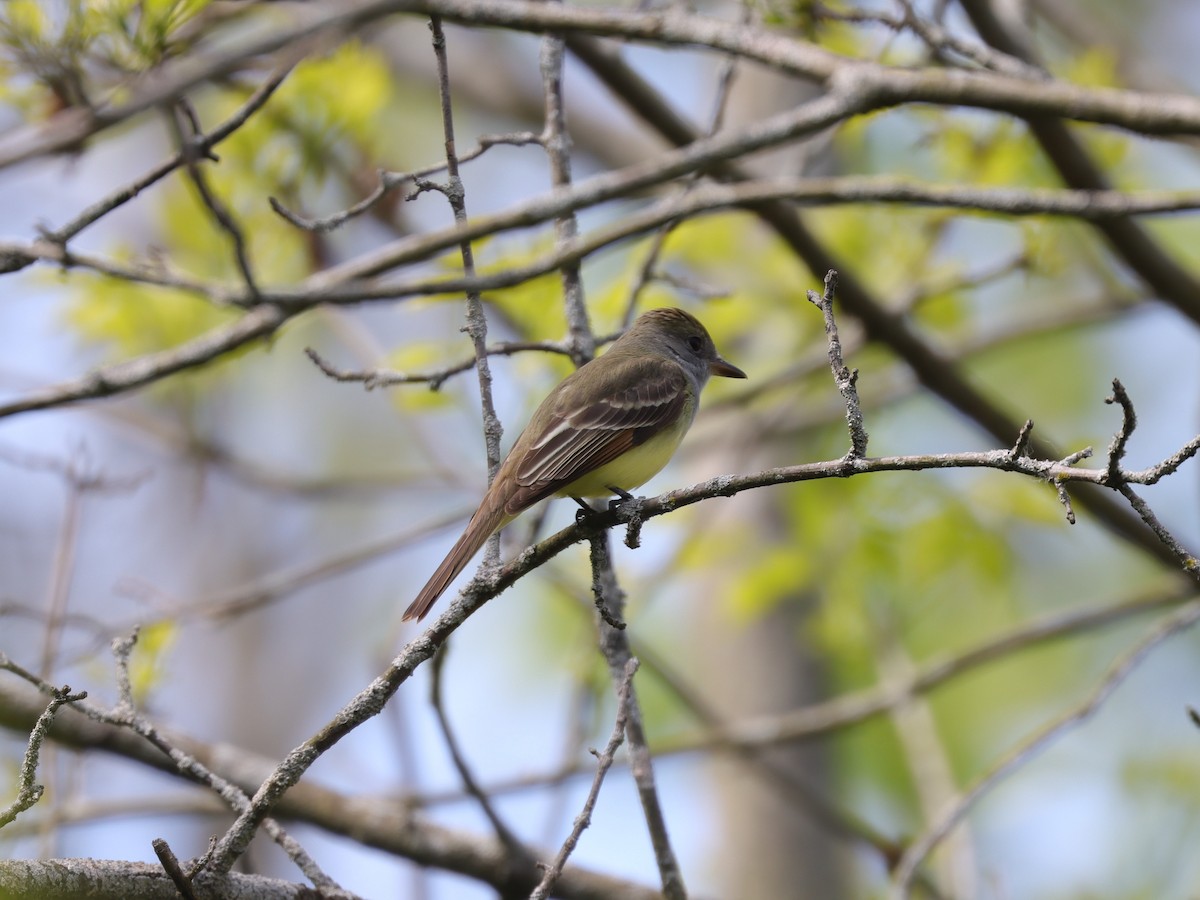 Great Crested Flycatcher - ML620136809