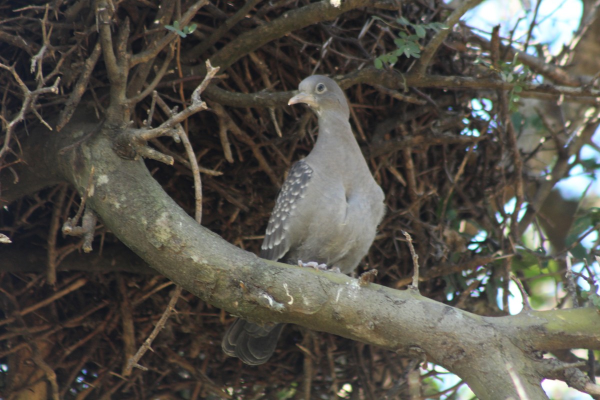 Spot-winged Pigeon - ML620136813