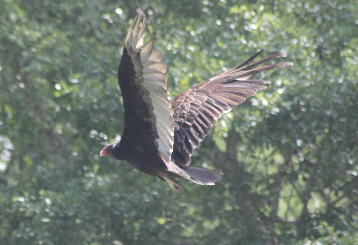 Turkey Vulture - ML620136814
