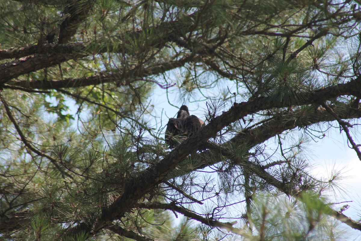 Turkey Vulture - ML620136815