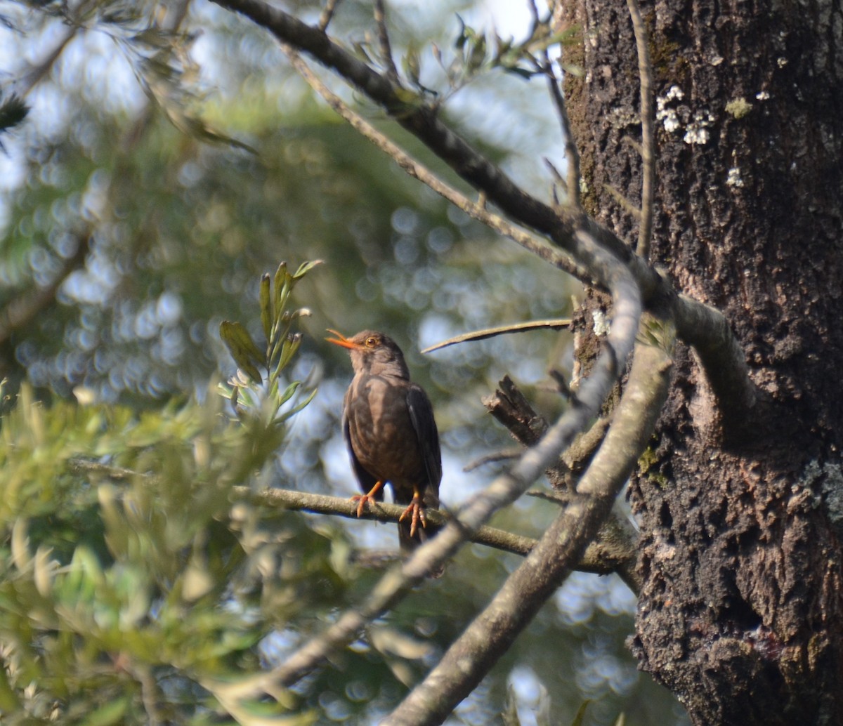 Indian Blackbird - ML620136818