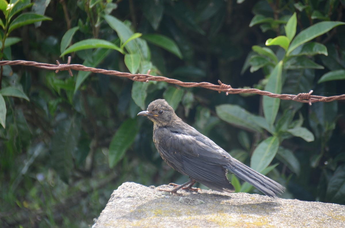Indian Blackbird - ML620136819
