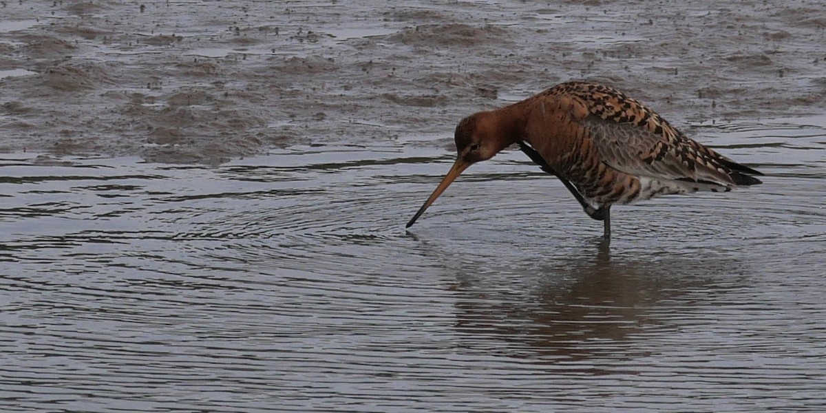 Black-tailed Godwit - Tom Carley