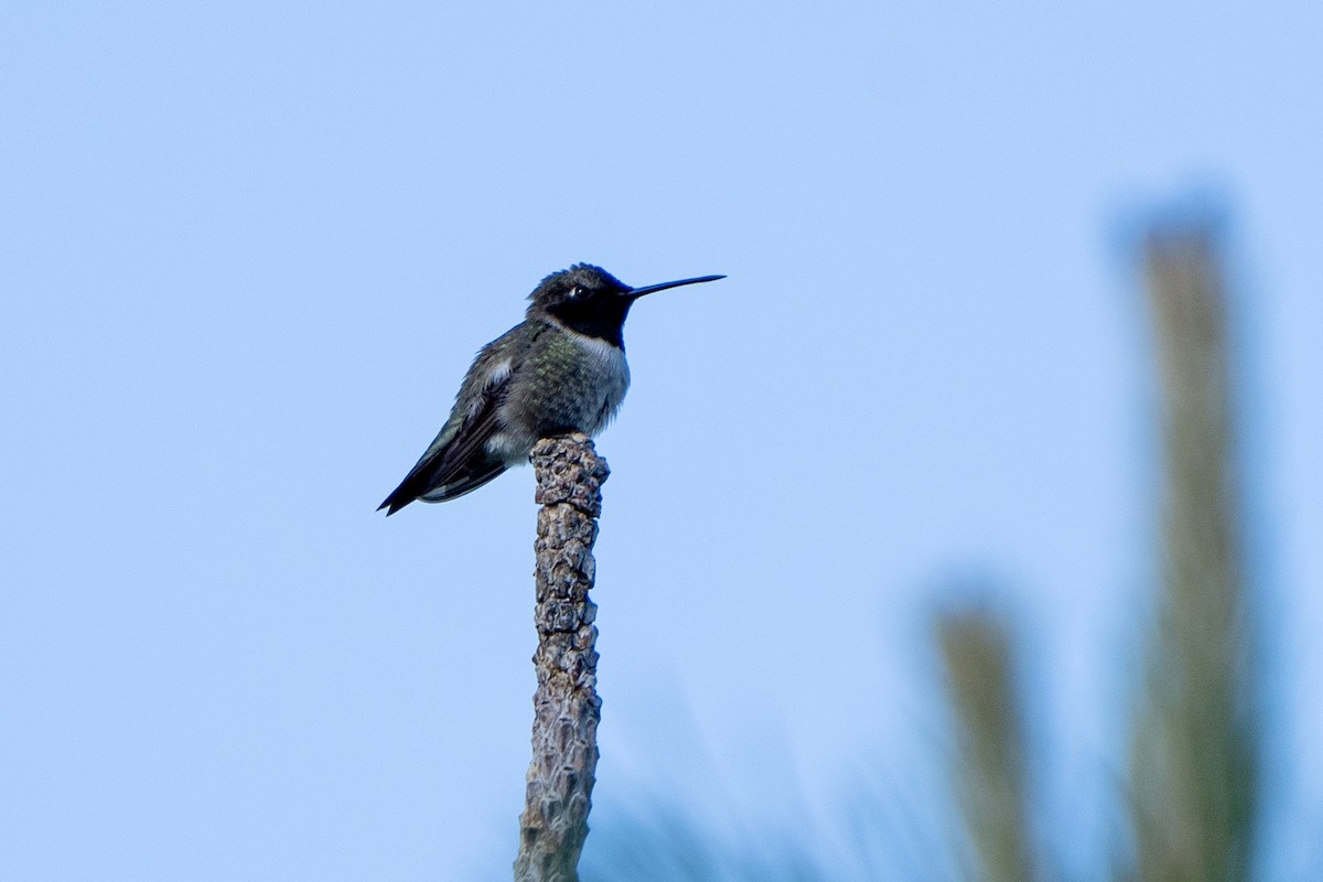 Black-chinned Hummingbird - ML620136829