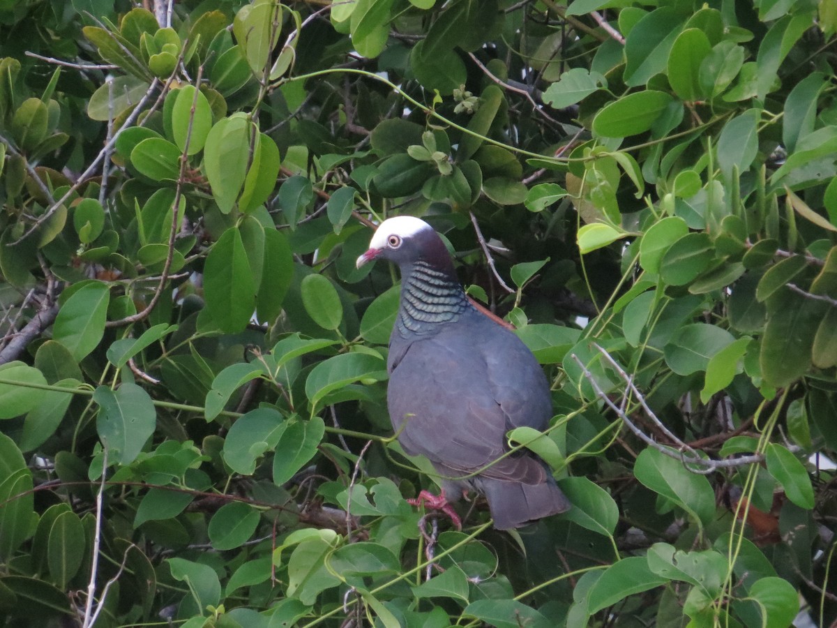 White-crowned Pigeon - ML620136832