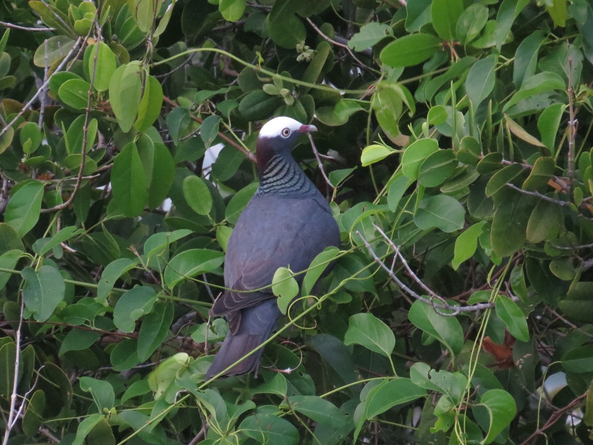 White-crowned Pigeon - ML620136833