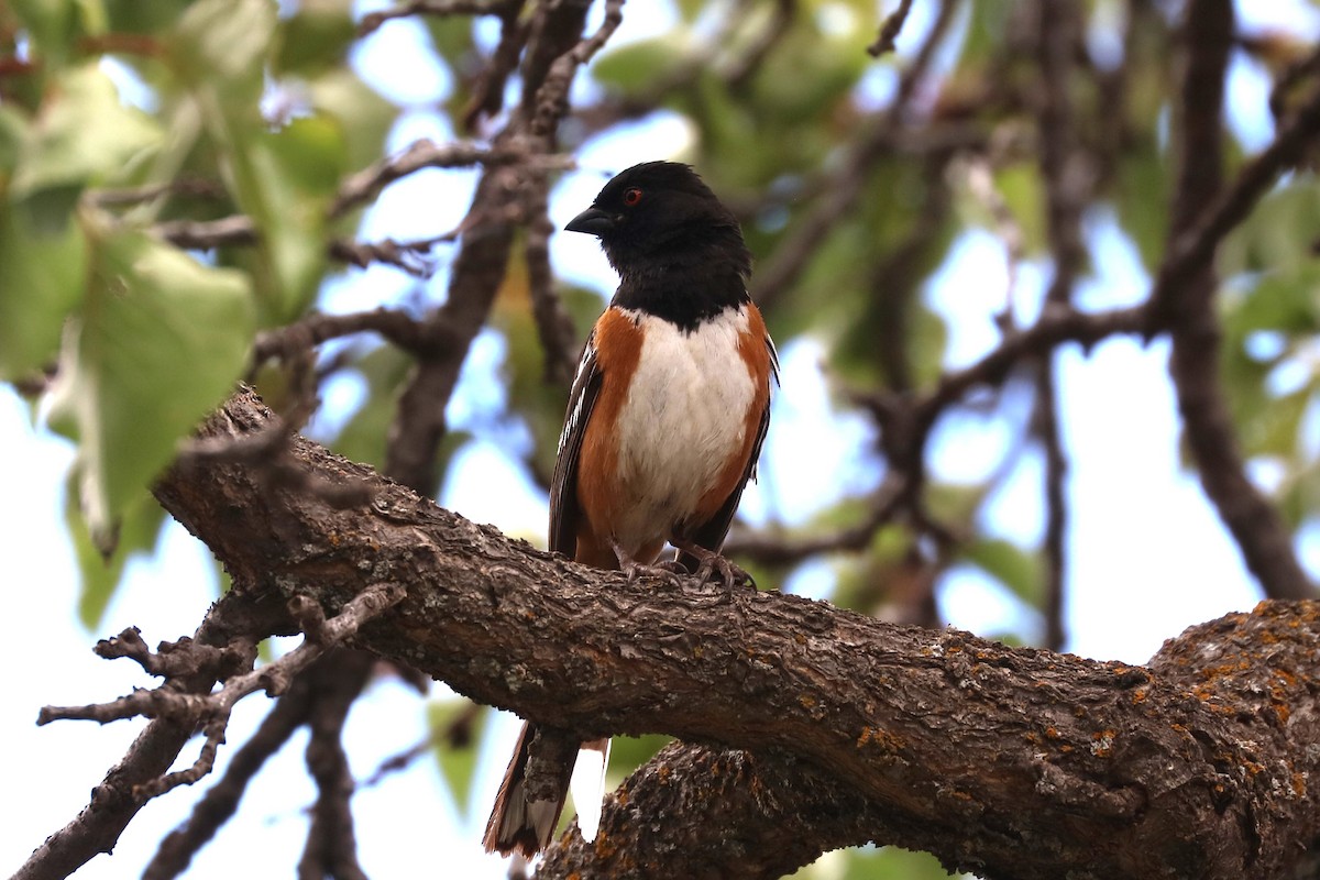 Spotted Towhee - ML620136835