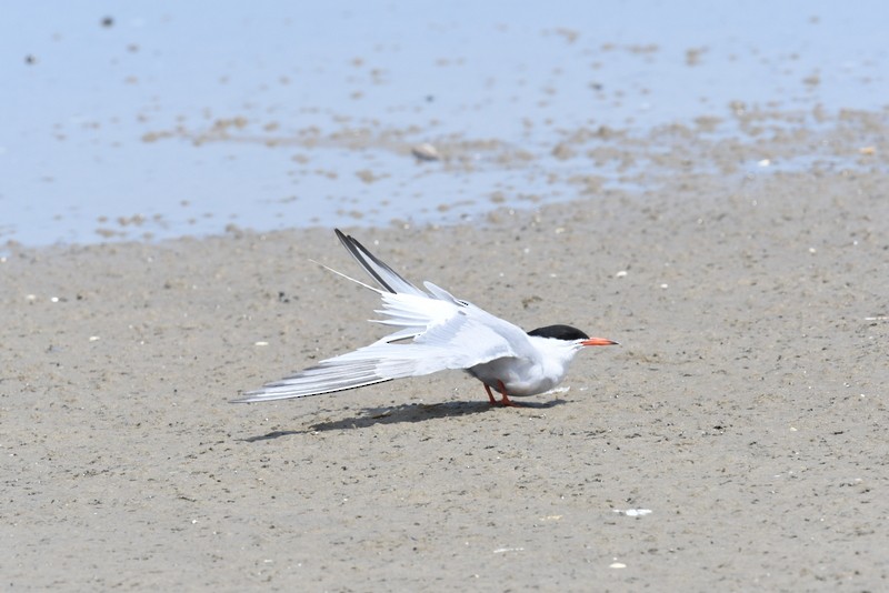 Common Tern - ML620136839