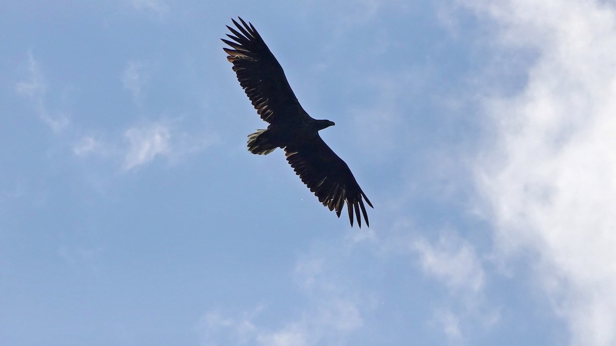 White-tailed Eagle - ML620136845