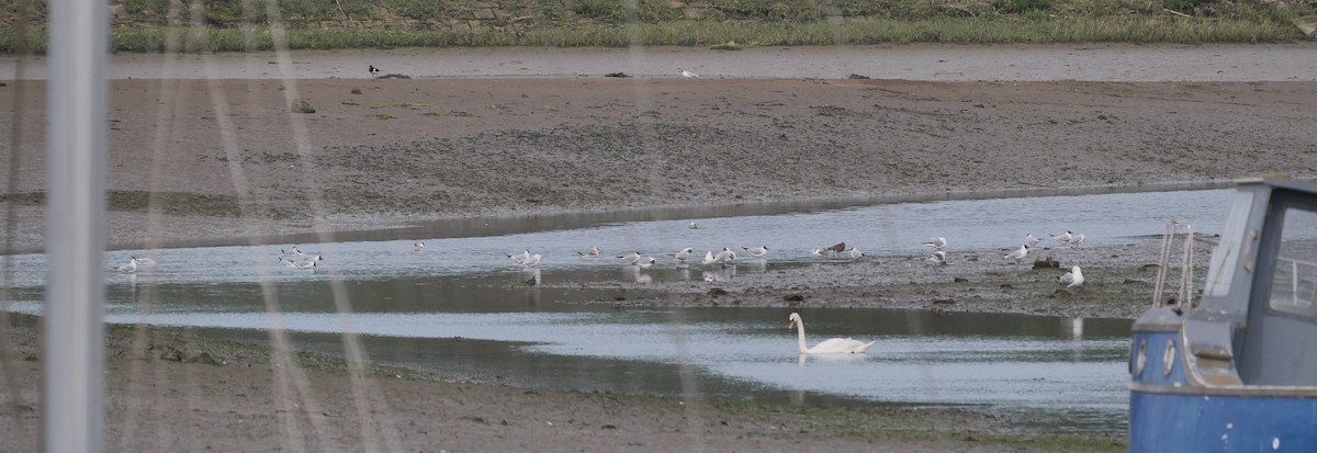 Mute Swan - ML620136847