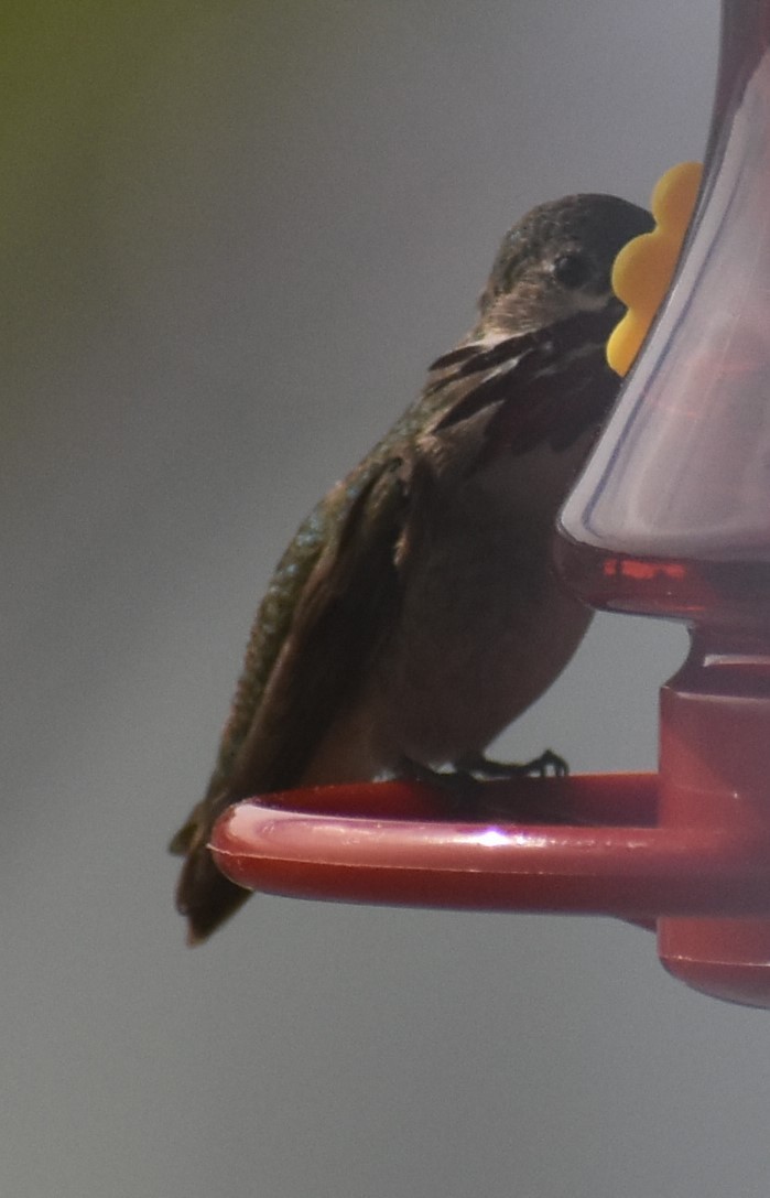 Calliope Hummingbird - ML620136856