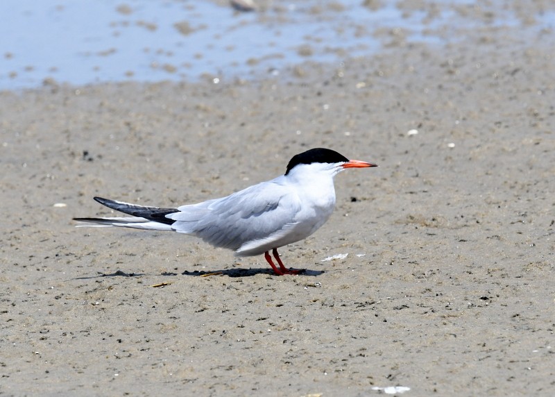 Common Tern - ML620136860