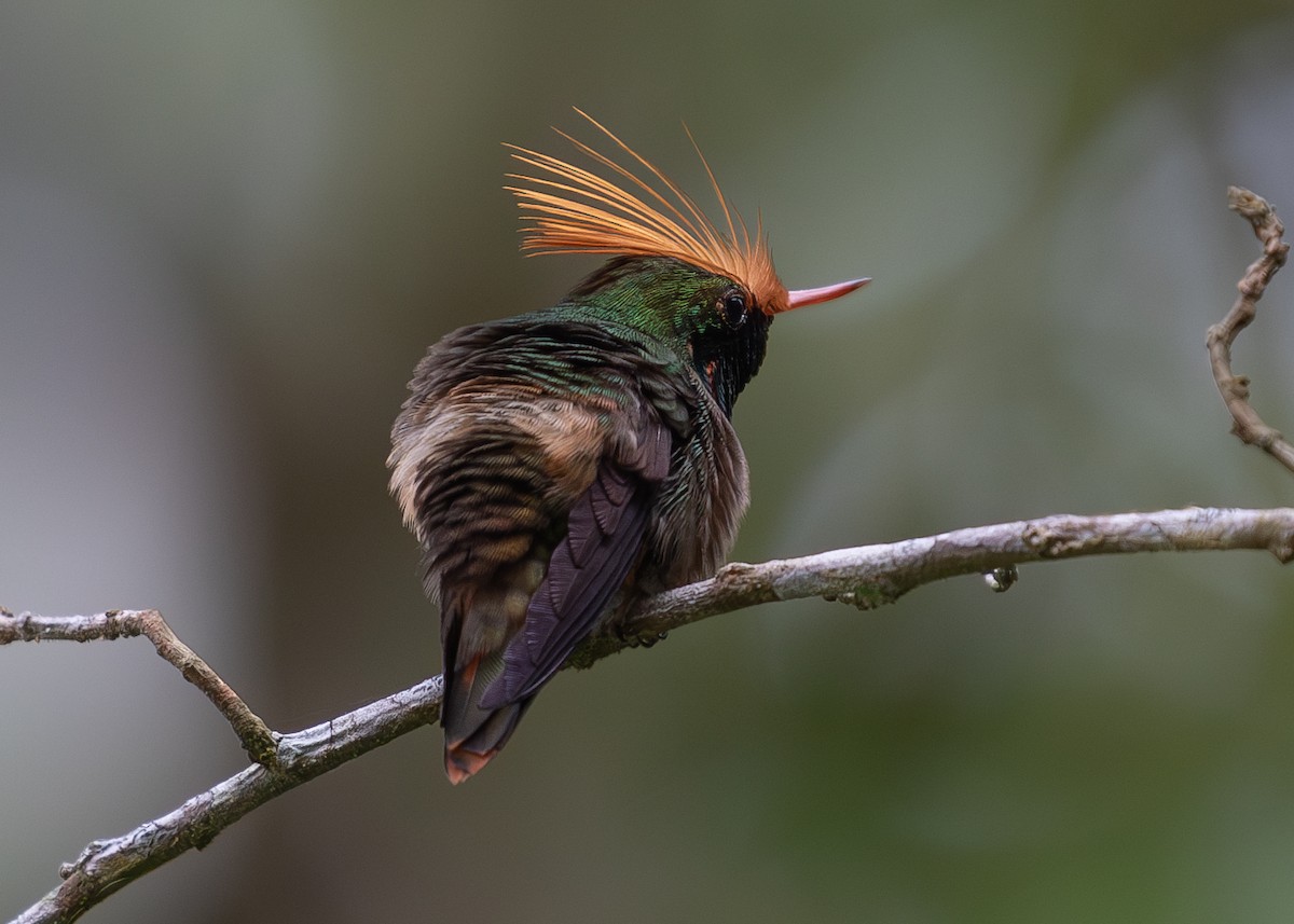 Rufous-crested Coquette - ML620136876