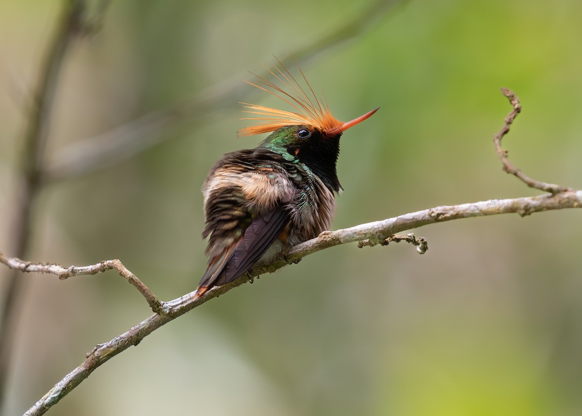 Rufous-crested Coquette - ML620136879