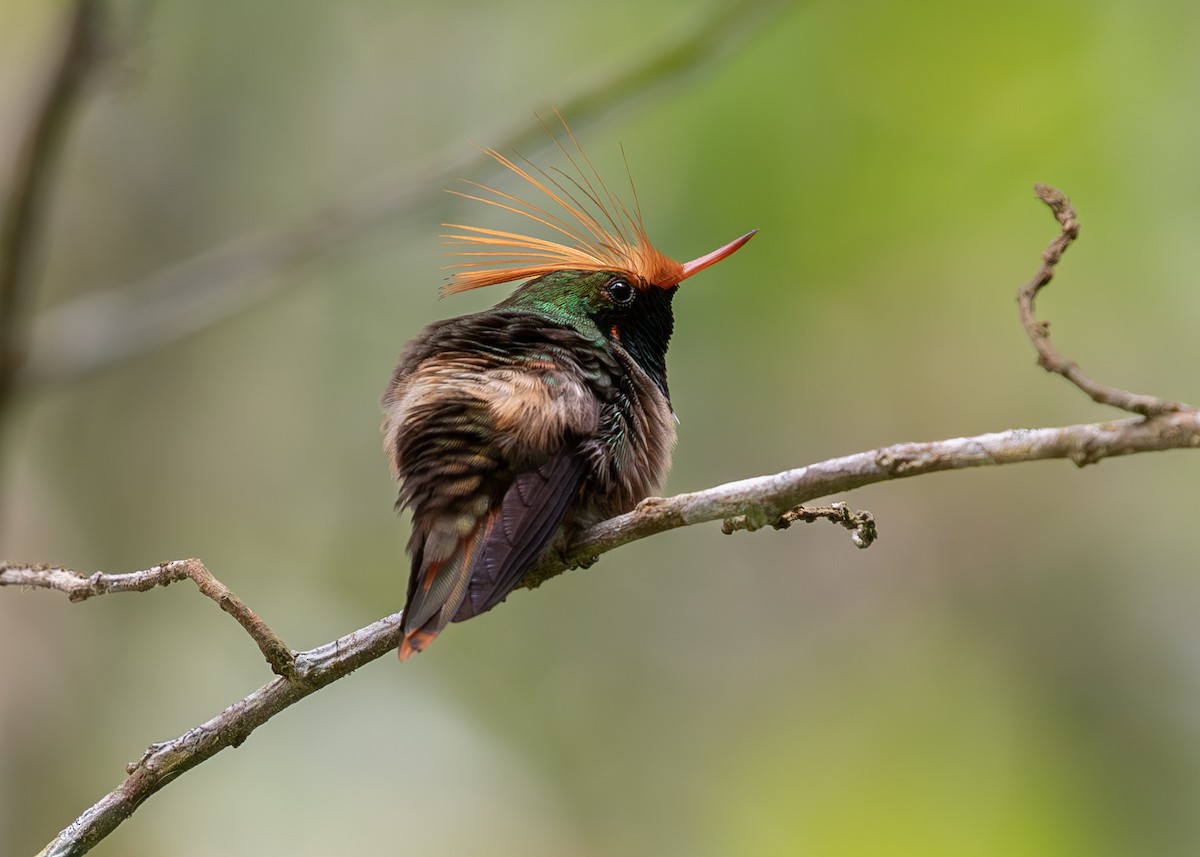 Rufous-crested Coquette - ML620136880